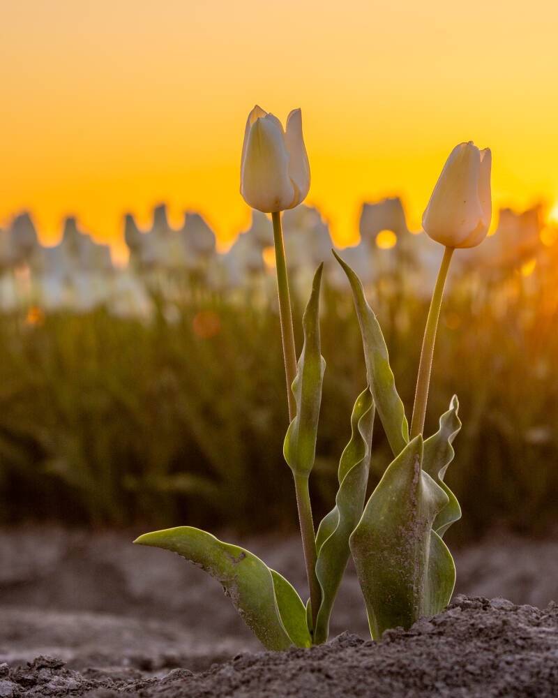 tulpen5-standard.jpg