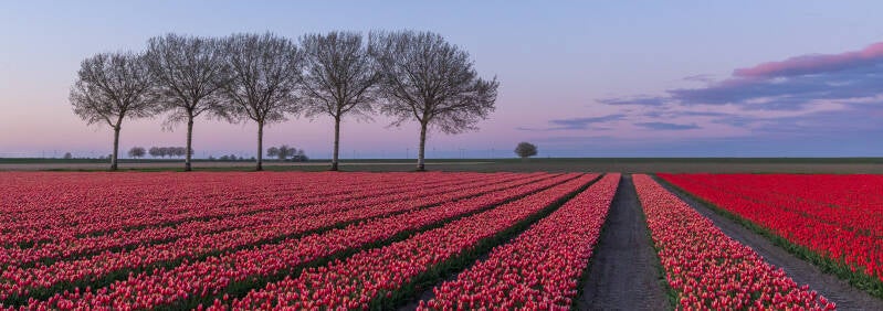 tulpen6-standard.jpg