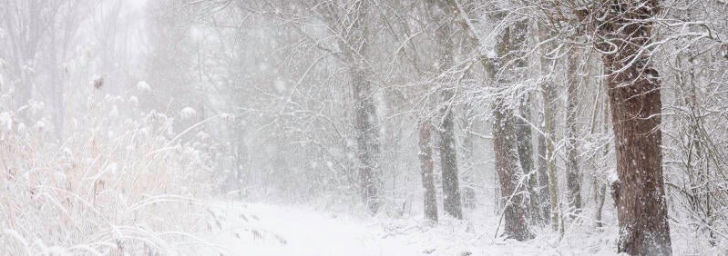 winter-jan-2026-standard.jpg