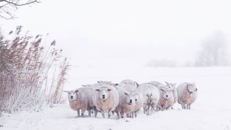 winter-schapen-standard.jpg