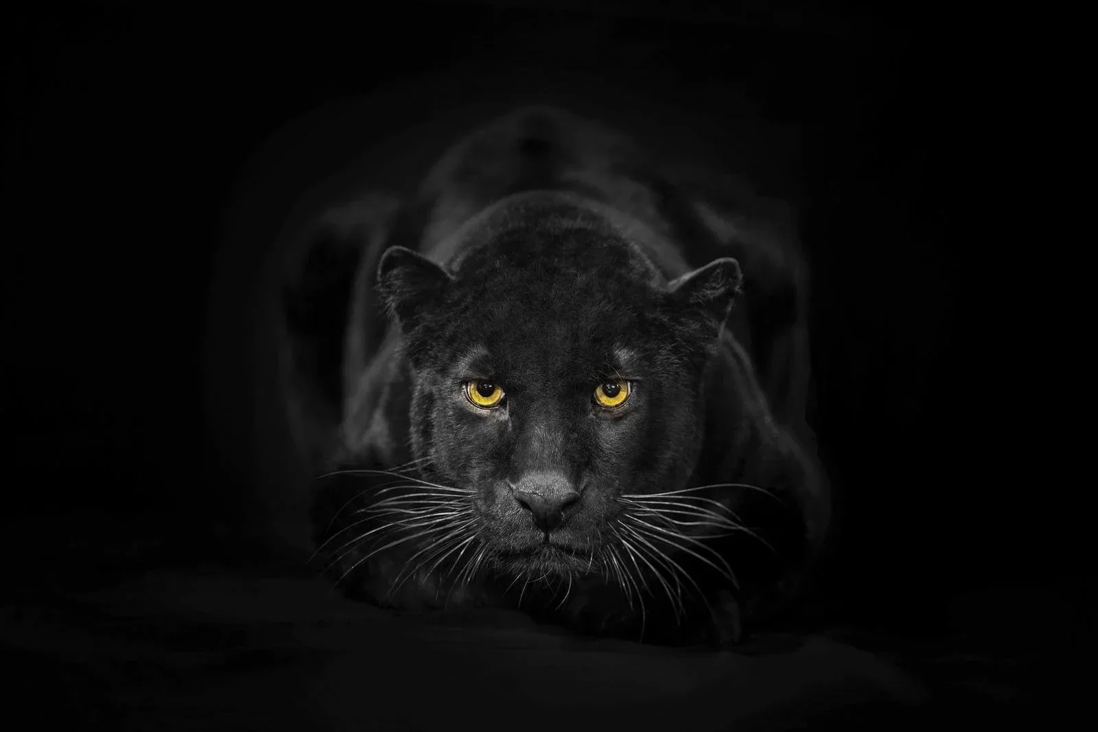 Glasschilderij Zwarte Panter 60x80cm