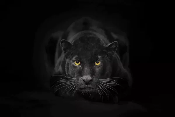 Glasschilderij Zwarte Panter 60x80cm