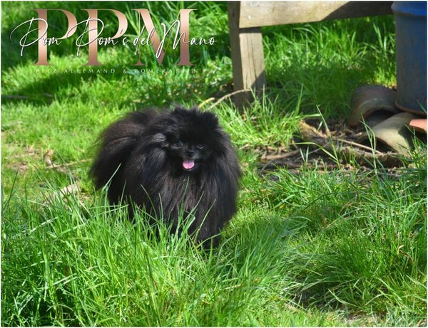 Tsarina Spitz Allemand nain