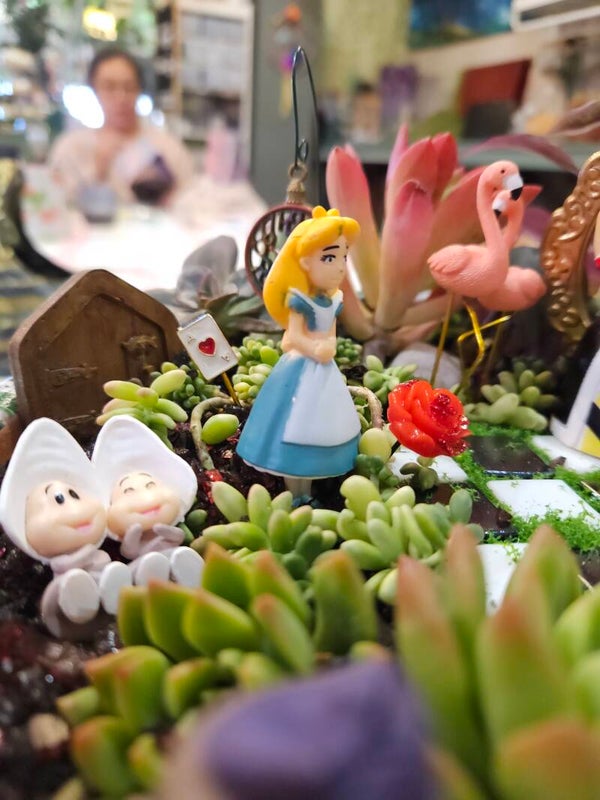 Alice in Wonderland Succulent Garden
