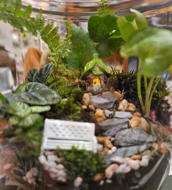 Terrarium Building Workshop  (Choose available dates below)