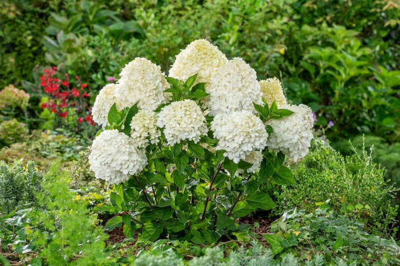 Hydrangea pan. Peace ('DS38'PBR)
