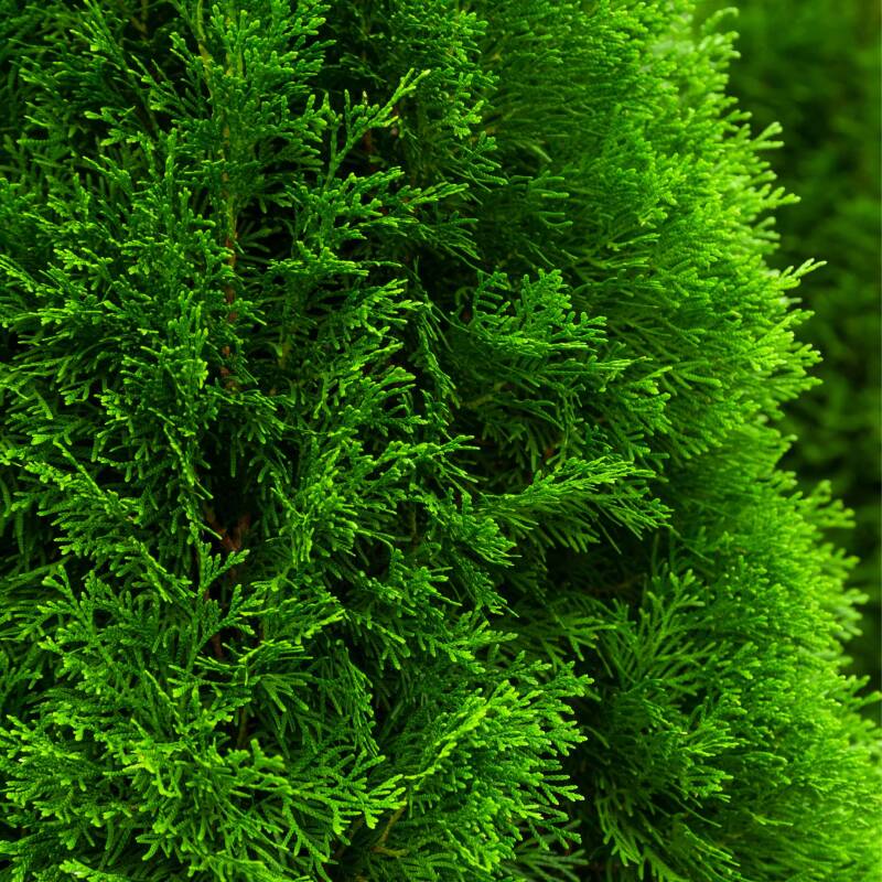 Thuja stekken