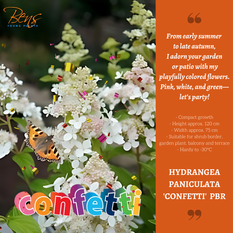 Hydrangea Confetti