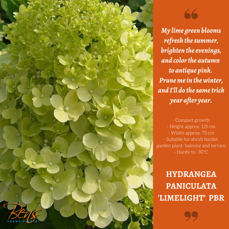 Hydrangea Limelight