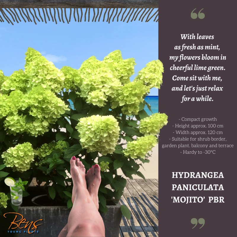 Hydrangea Mojito