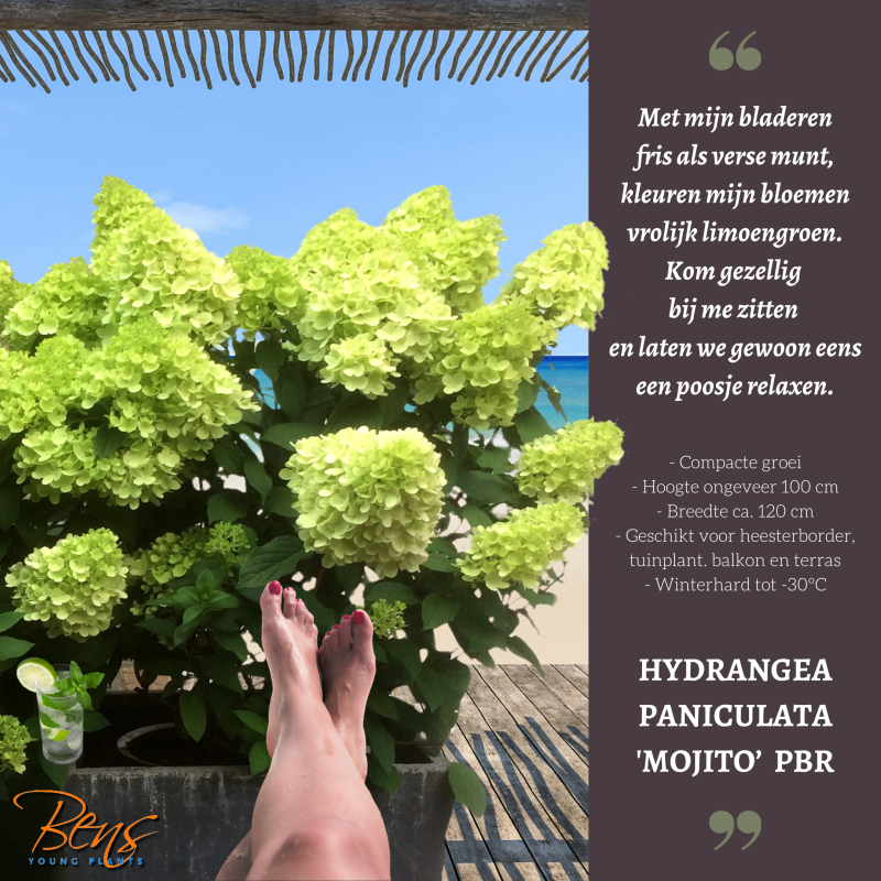 Hydrangea Mojito