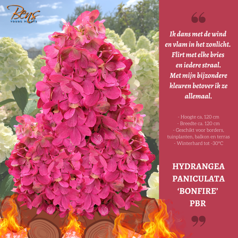 Hydrangea Bonfire