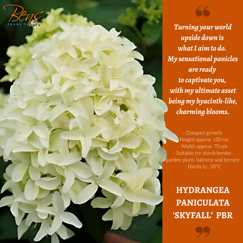 Hydrangea Skyfall