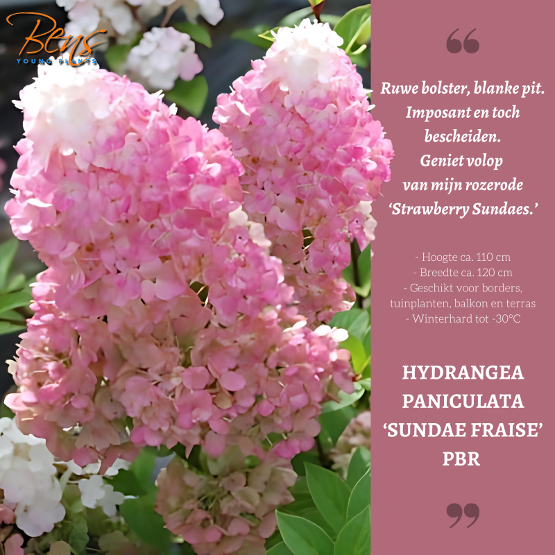 Hydrangea Sundae Fraise