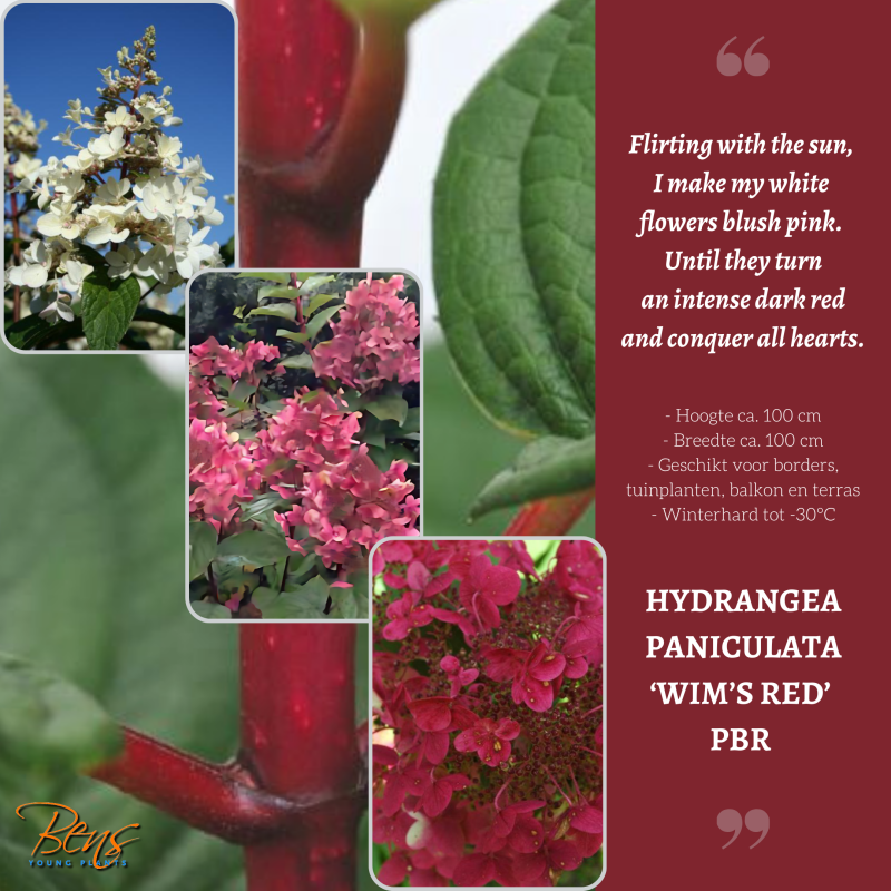Hydrangea Wim's Red