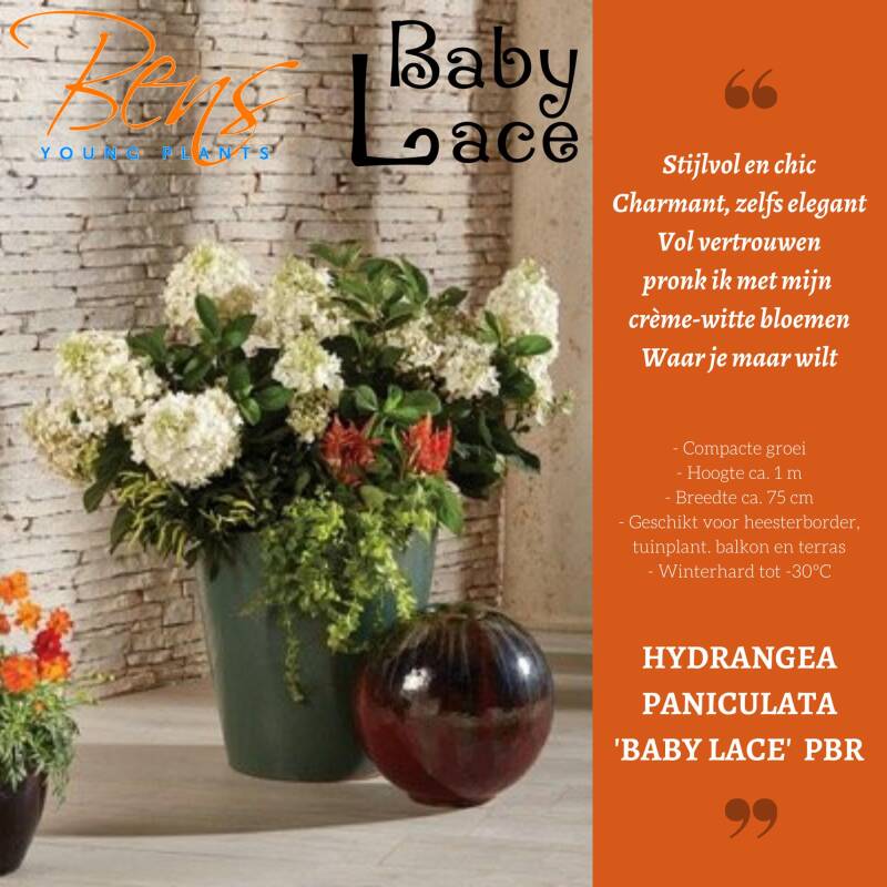 Hydrangea paniculata Baby Lace BENS Young Plants