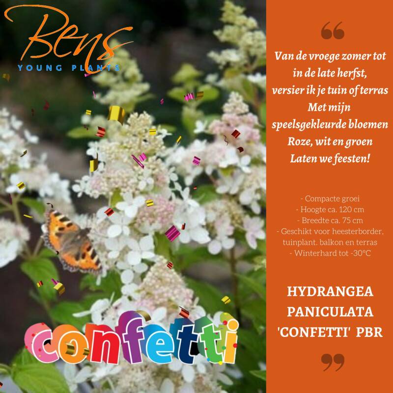 Hydrangea paniculata Confetti stekken