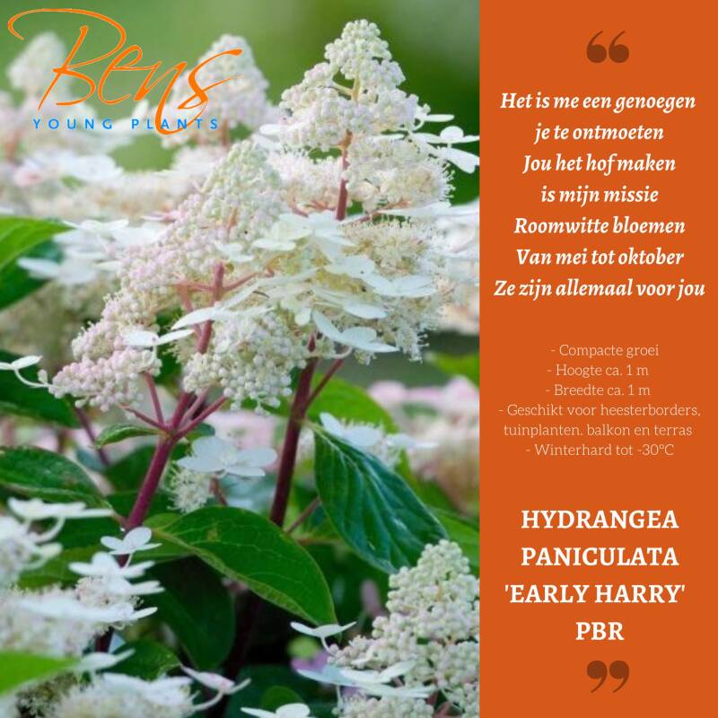 Hydrangea paniculata Early Harry stek BENS