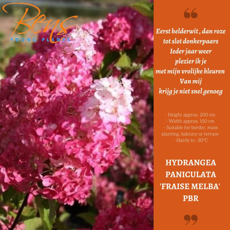 Hydrangea paniculata Fraise Melba BENS Young Plants stekken