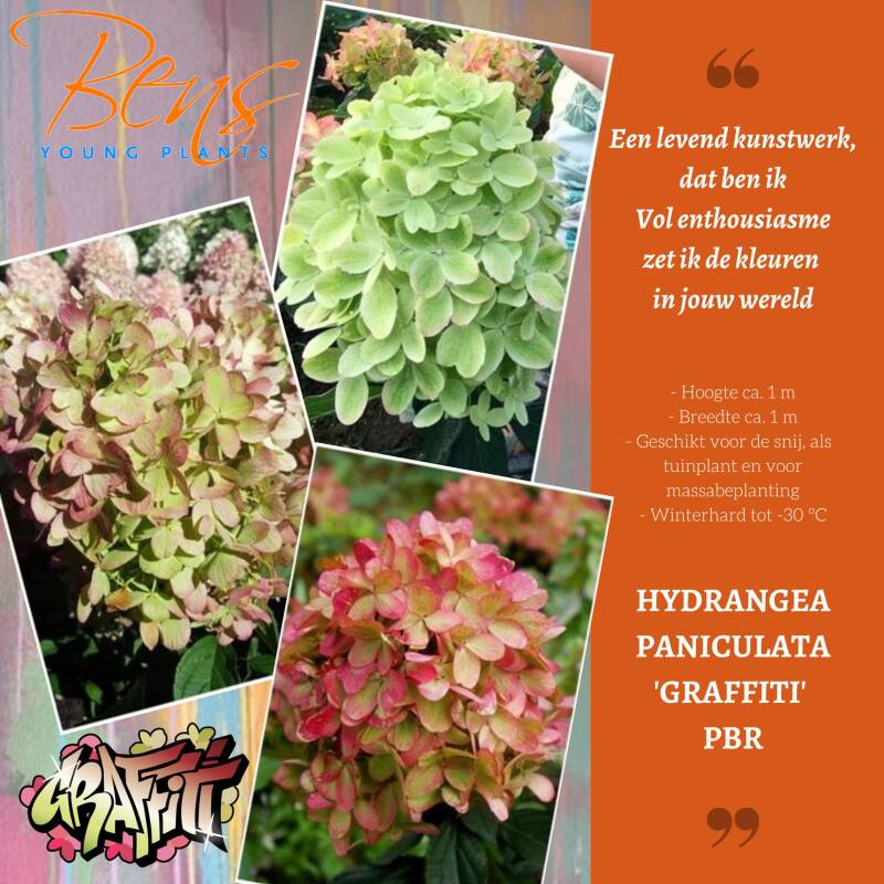 Hydrangea paniculata Graffiti stek BENS Young Plants