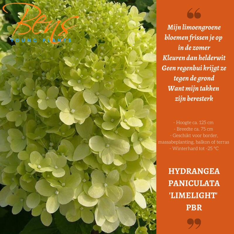 Hydrangea paniculata Limelight BENS Young Plants Sappemeer