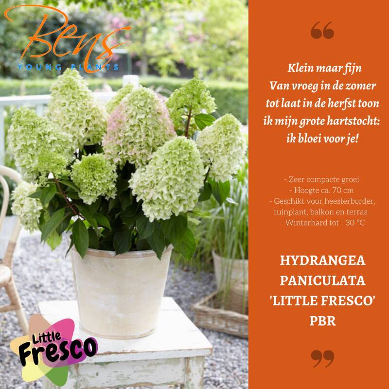 Hydrangea paniculata Little Fresco BENS Young Plants
