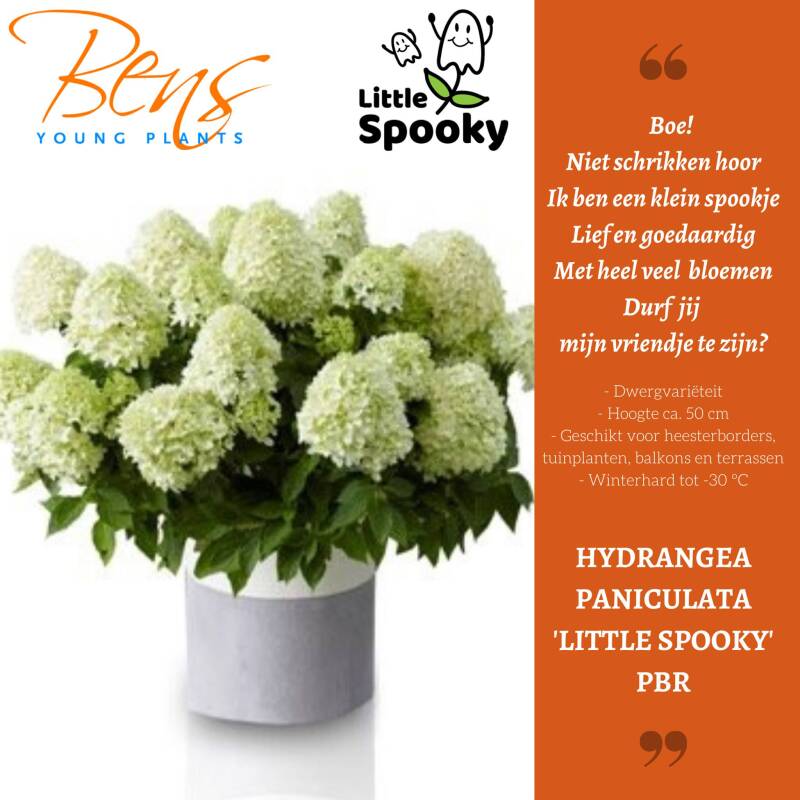 Hydrangea paniculata Little Spooky BENS Young Plants stek