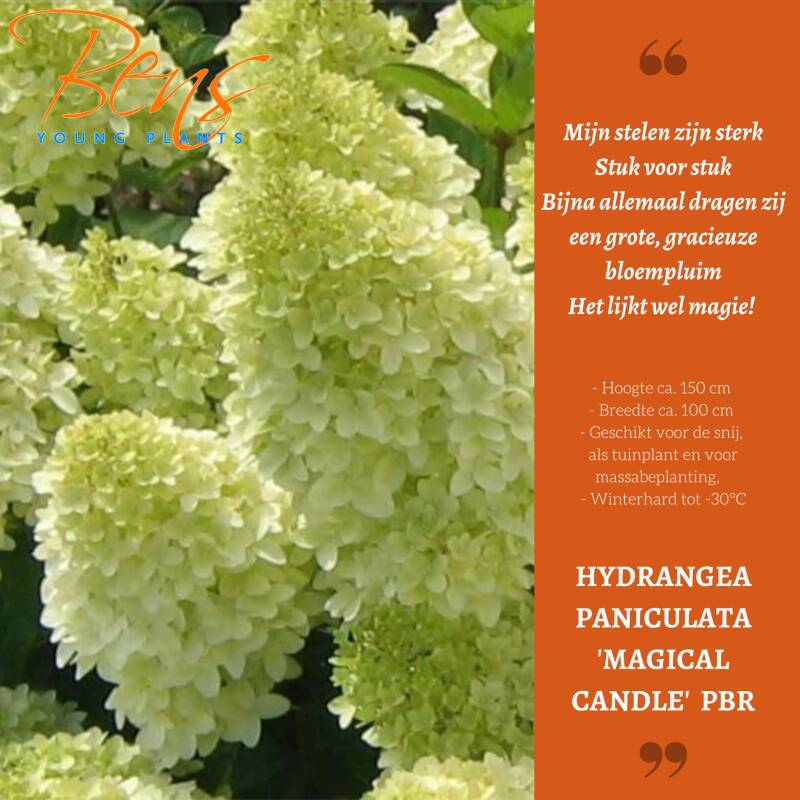 Hydrangea paniculata Magical Candle BENS Young Plants stek