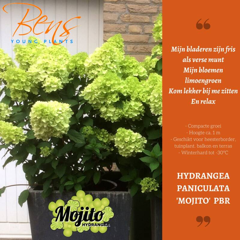 Hydrangea paniculata Mojito BENS Young Plants stek