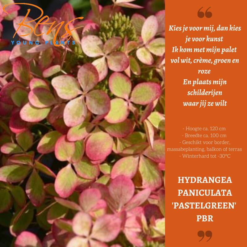Hydrangea paniculata Pastelgreen BENS Young Plants stek