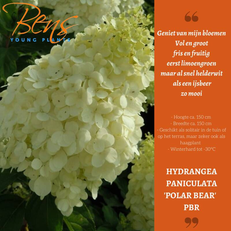 Hydrangea paniculata Polar Bear BENS Young Plants stek