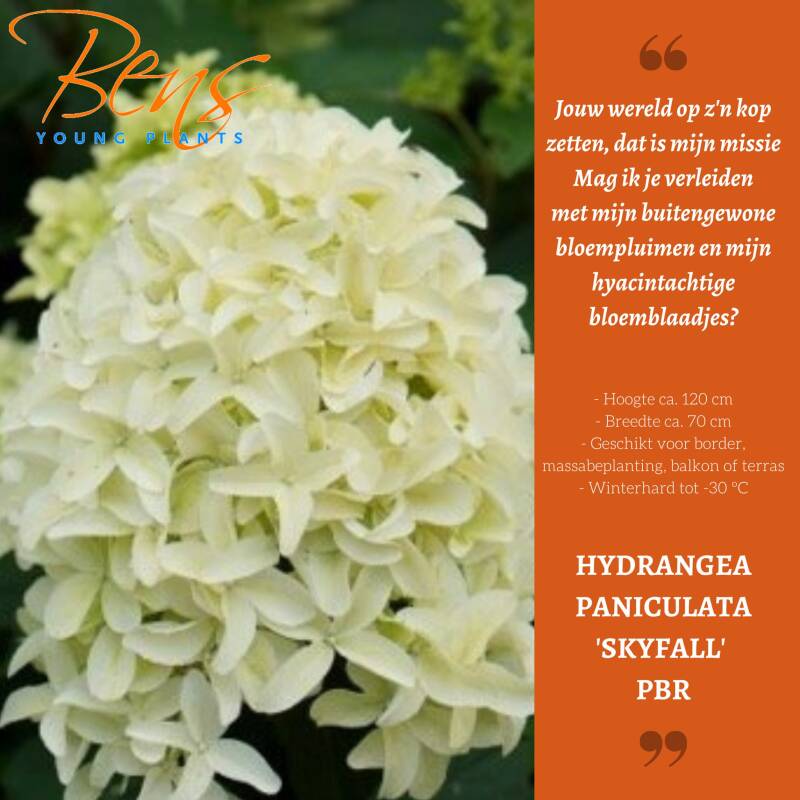 Hydrangea paniculata Skyfall BENS Young Plants stek