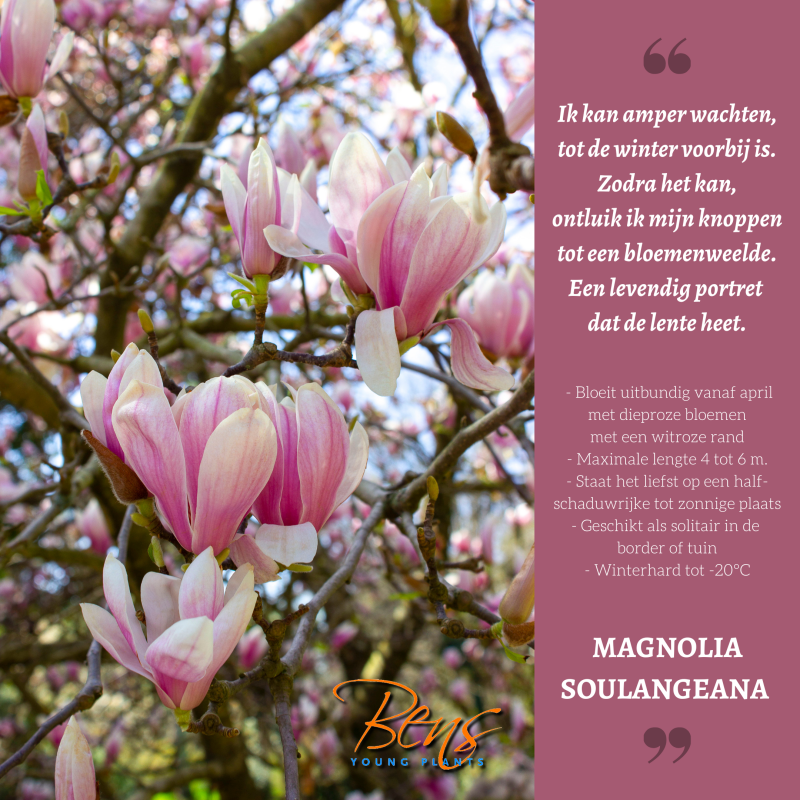 Magnolia soulangeana
