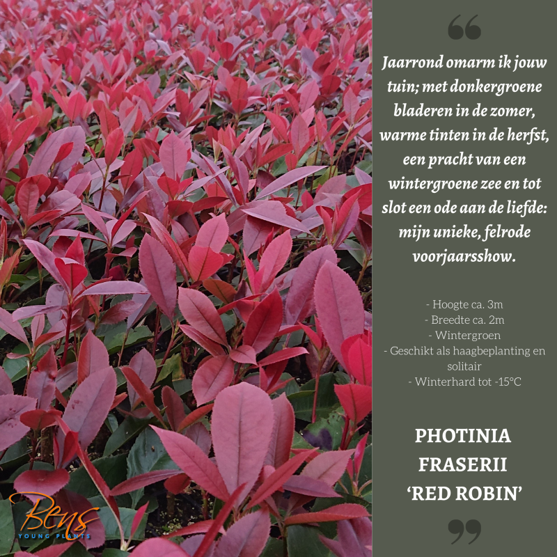 Photinia Red Robin