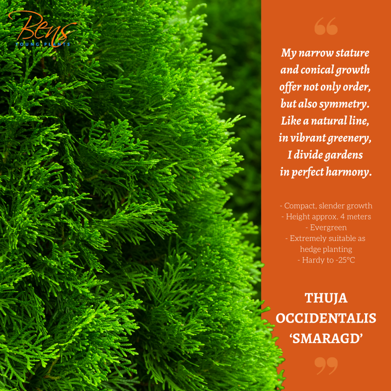 Thuja Smaragd