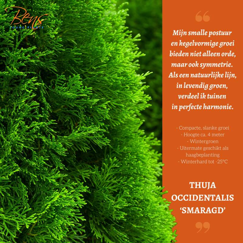 Thuja Smaragd Brabant stekken coniferen