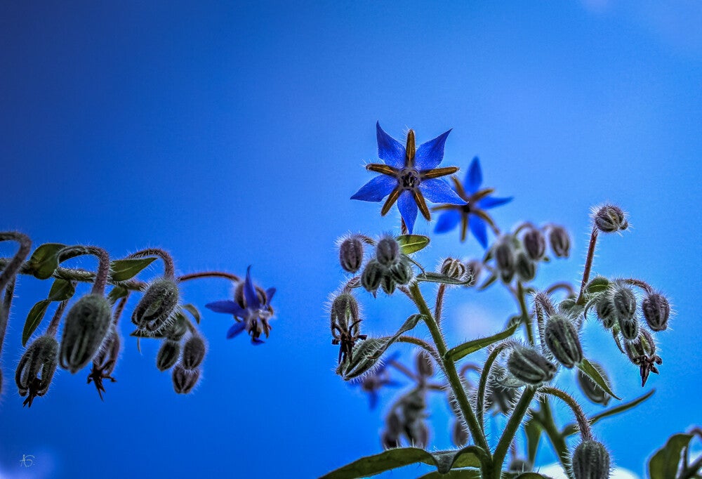 115_jardin-7339_1000x682-standard.jpg