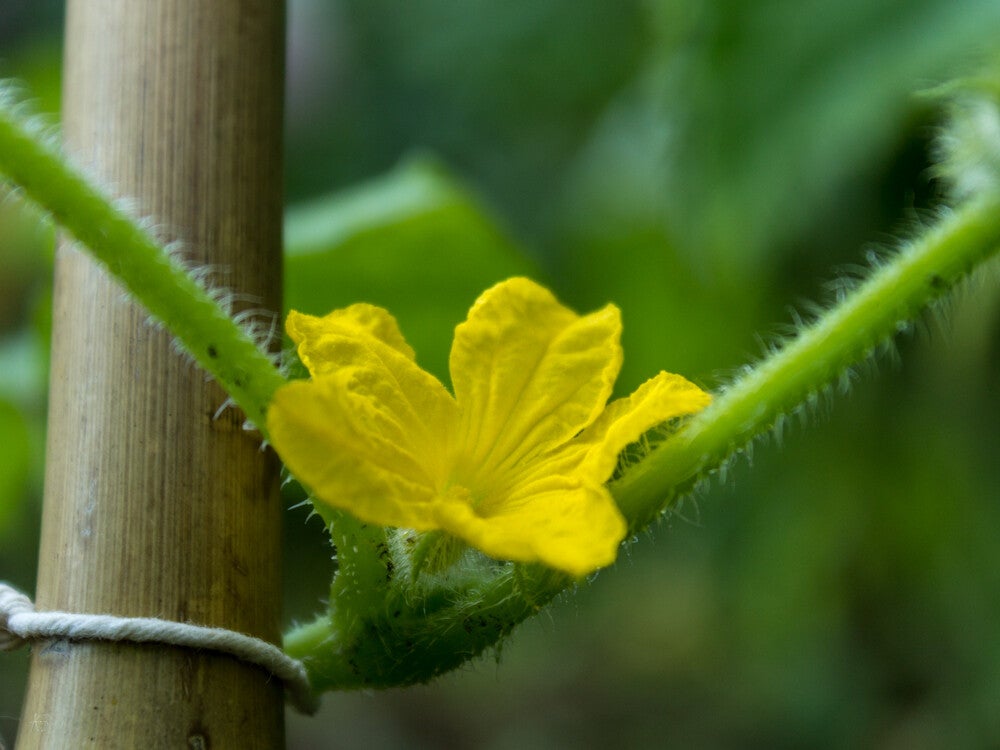 116_jardin-7347_1000x750-standard.jpg