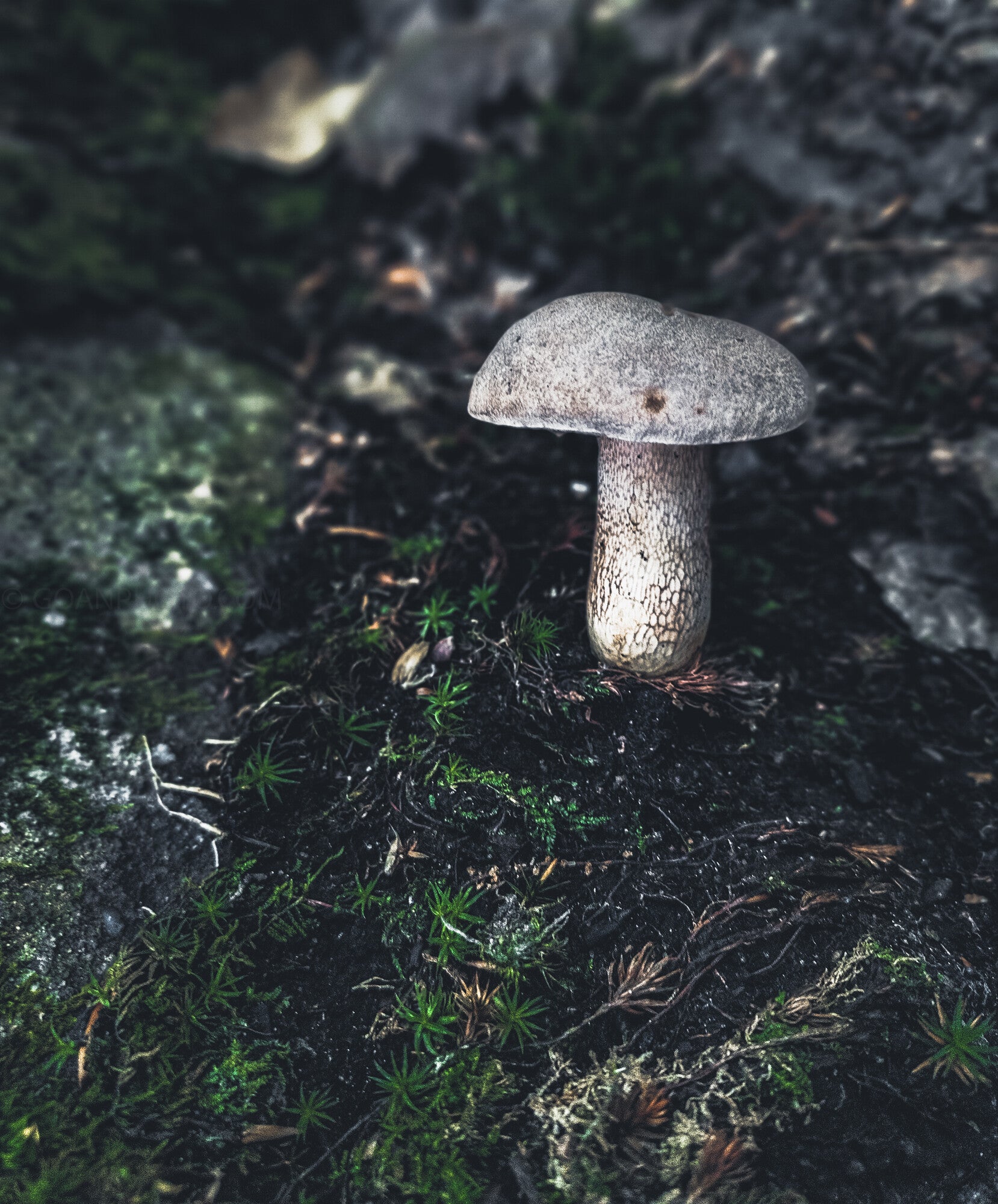 1299_img_20220803_110559110559_1658x2000-standard.jpg