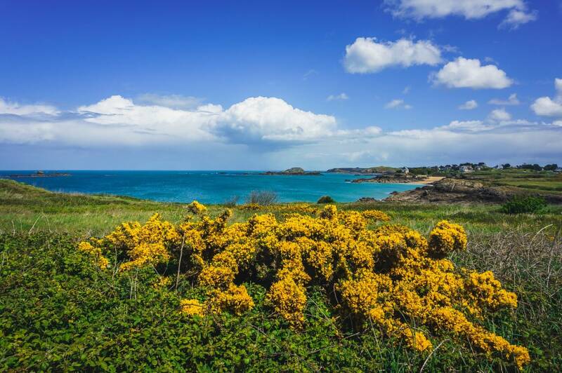 ajoncs-dor-pointe-de-la-varde_51200592946_l-standard.jpg