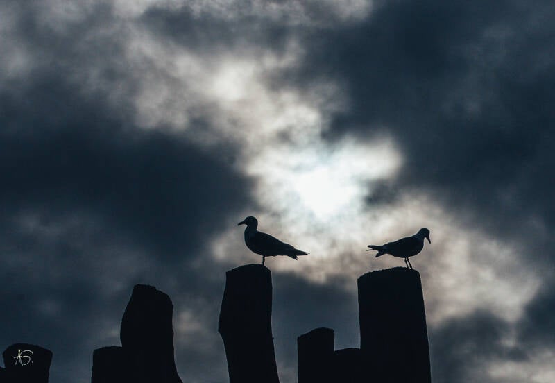 skull-or-seagulls-_26066826507_l-standard.jpg