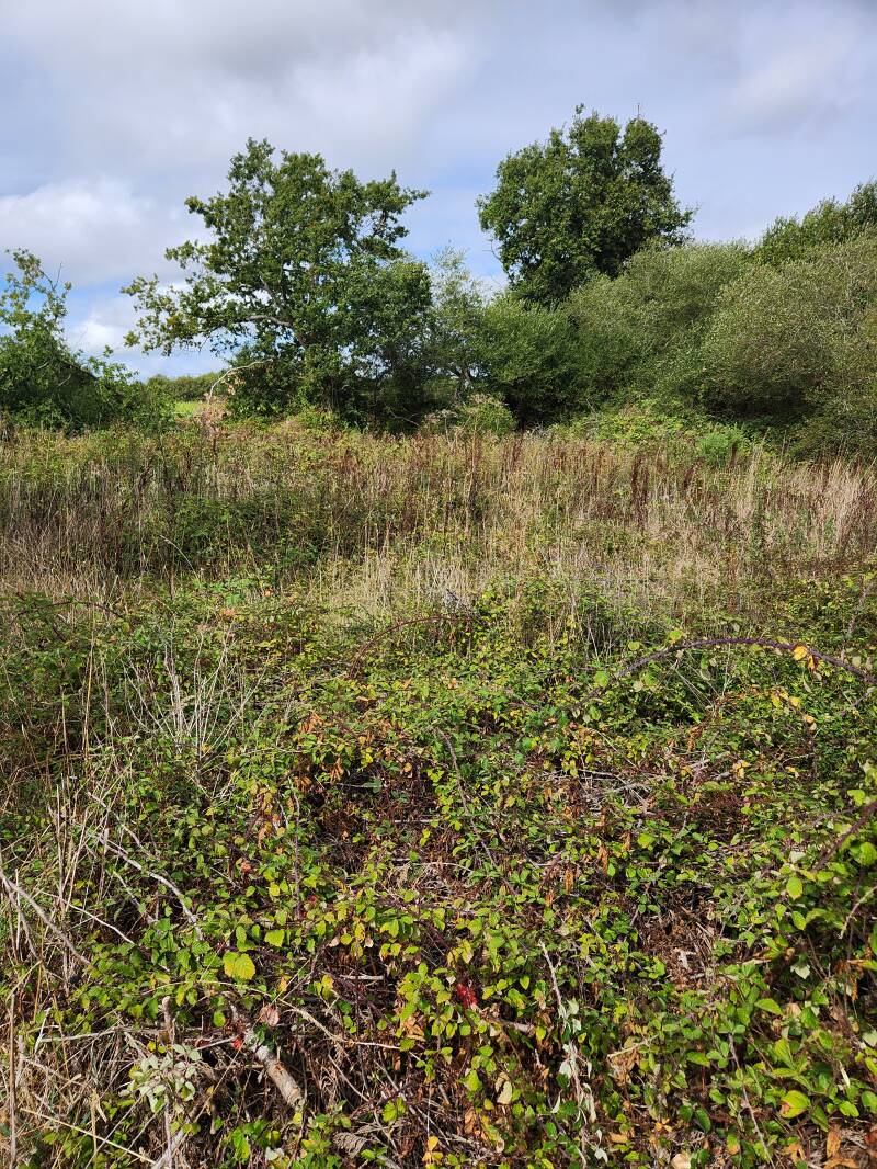 Terrain envahi par les ronces avant débroussaillage à Locmariaquer