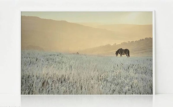 Moorland pony