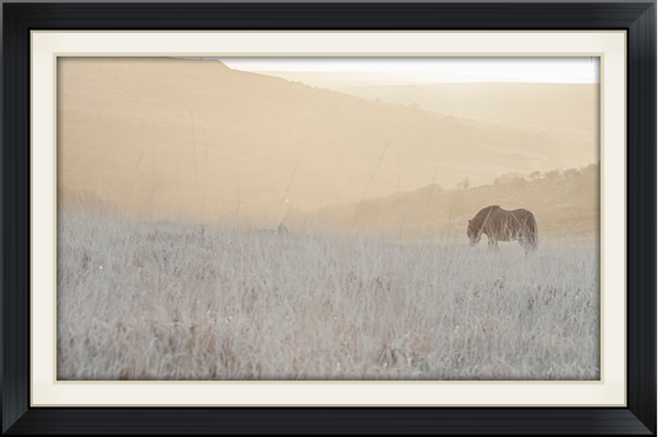 Moorland pony