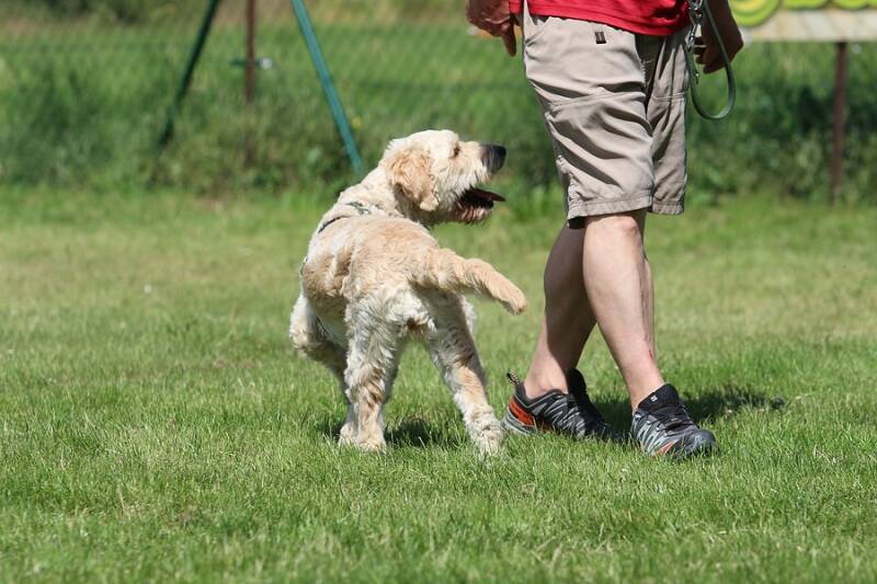 comp_img_9681-standard.jpg