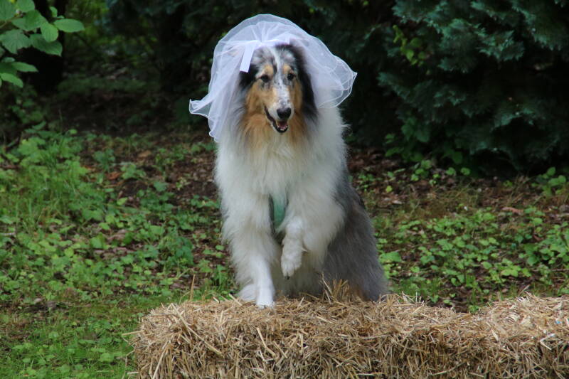 img_5895-standard.jpg