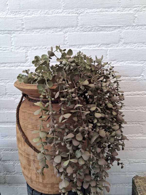 Himachal pot groot