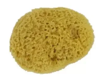 Förster's Natuur spons Medium