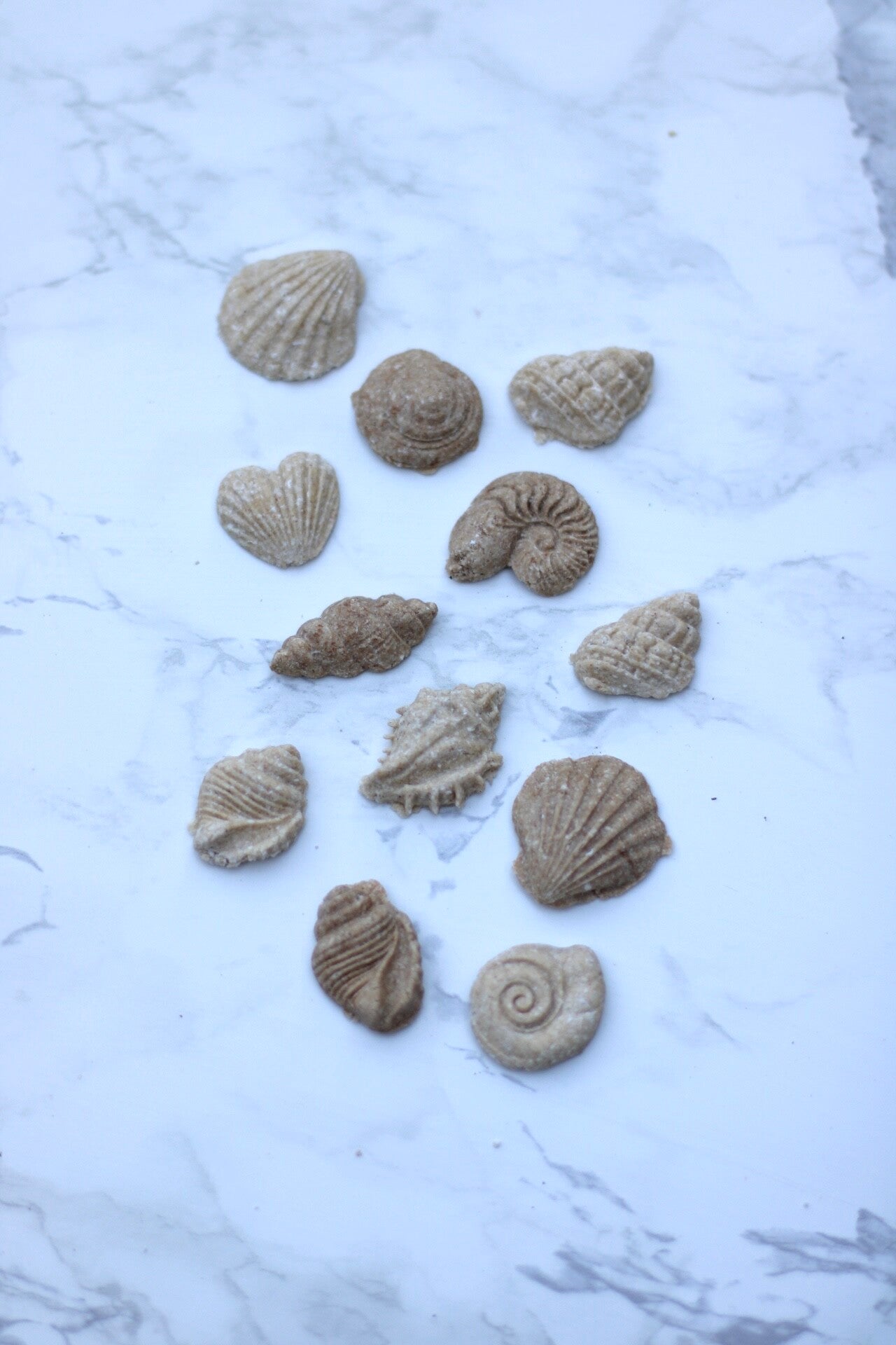 Shell pawradise