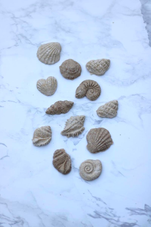 Shell pawradise